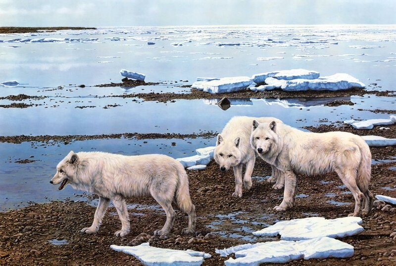 Three White Wolves — Cold