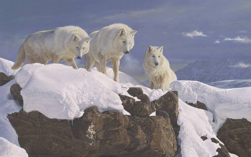 Three White Wolves — Dramatic
