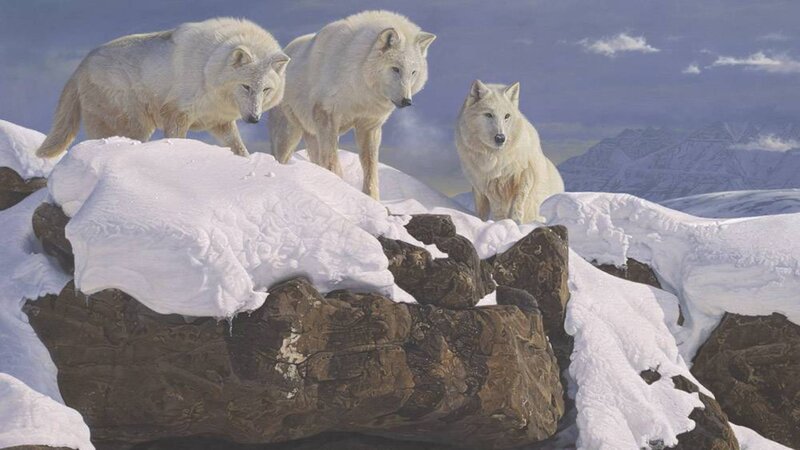 Three White Wolves — Dramatic, Winter