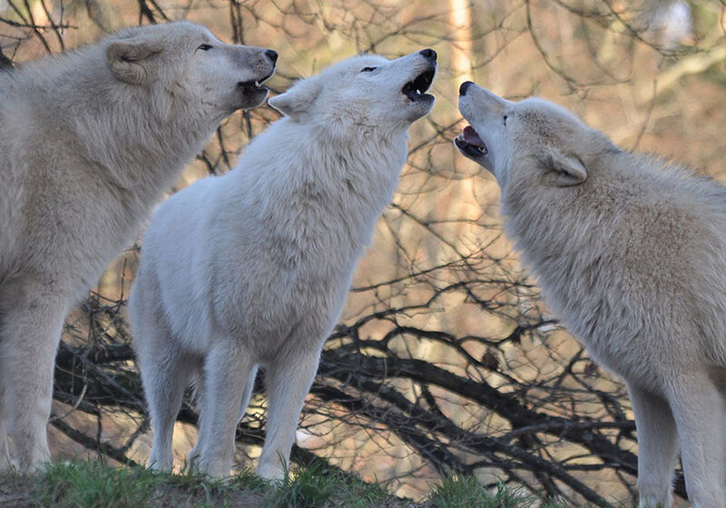 Three White Wolves Howling