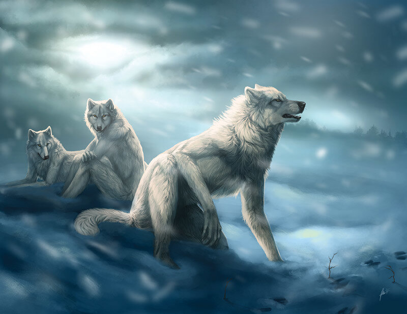 Three White Wolves in Snow
