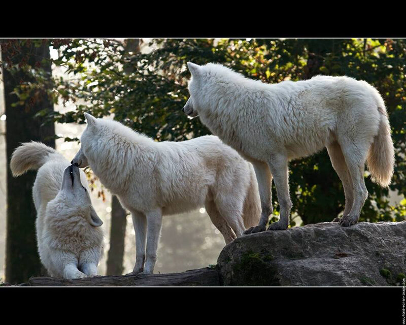 Three White Wolves — Natural