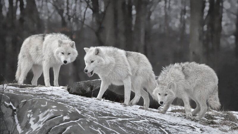 Three White Wolves — Natural, Winter, Photograph, Snow