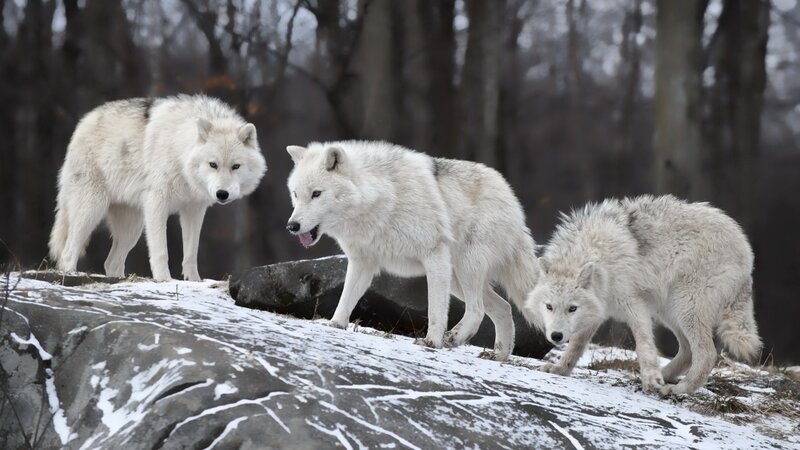 Three White Wolves — Natural, Winter, Photograph