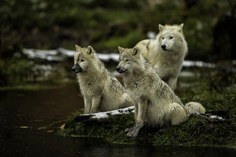 Three White Wolves — Natural, Winter
