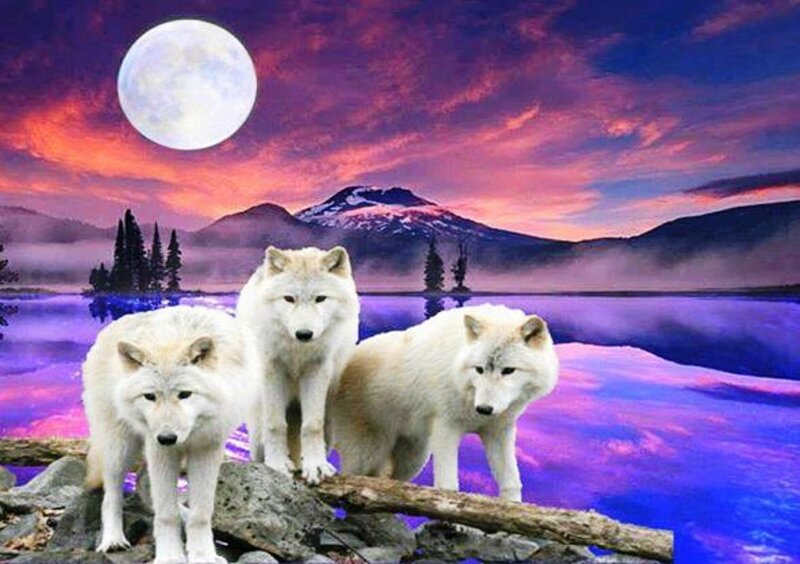 Three White Wolves — Purple