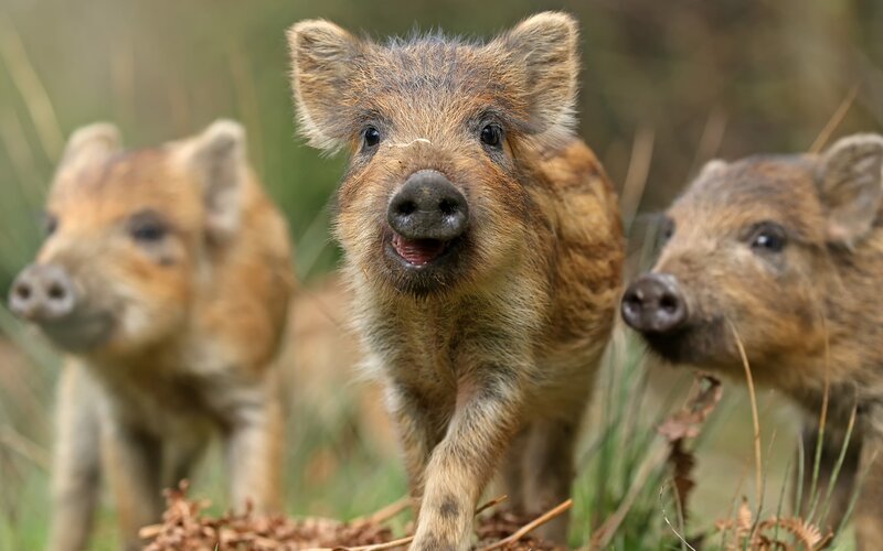 Three Wild Boar Piglets