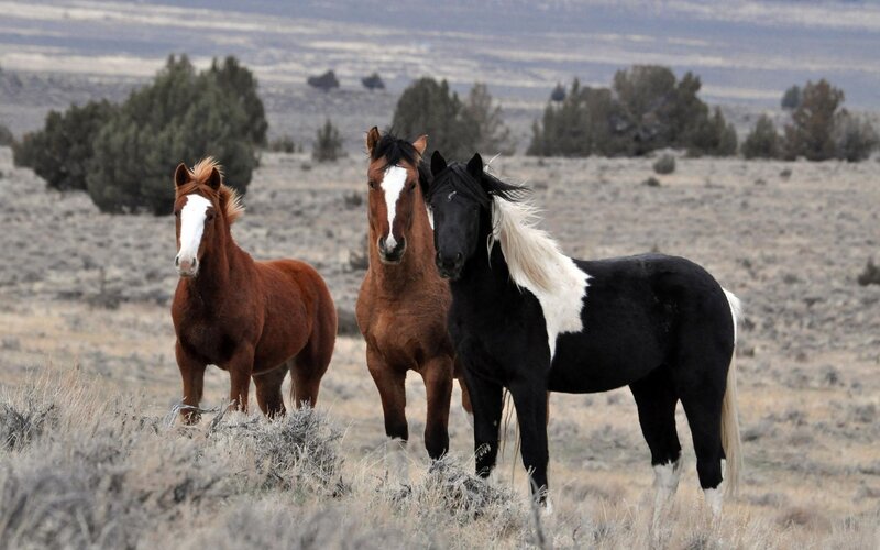 Three Wild Horses — Brown, Calm, Afternoon, Photograph