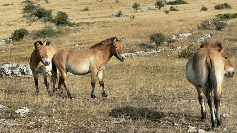 Three Wild Horses — Brown, Calm, Afternoon