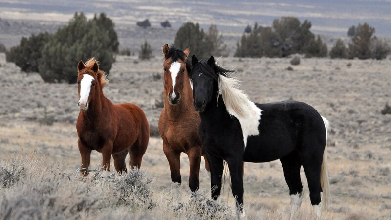 Three Wild Horses — Brown, Calm