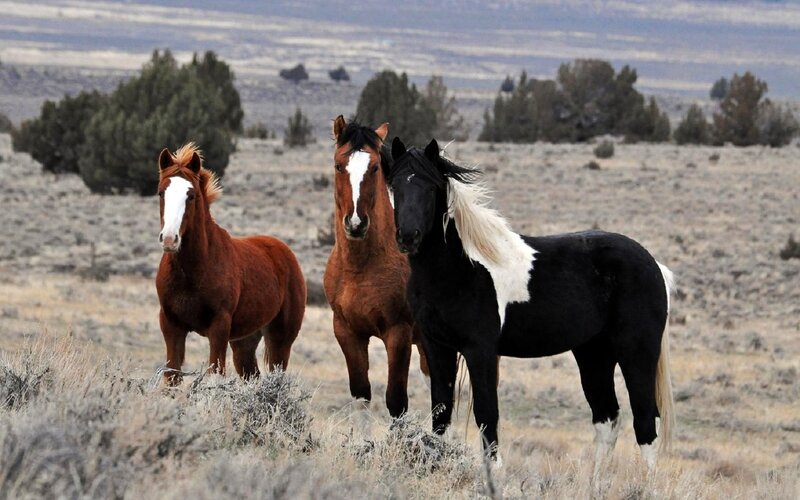 Three Wild Horses — Brown, Serene