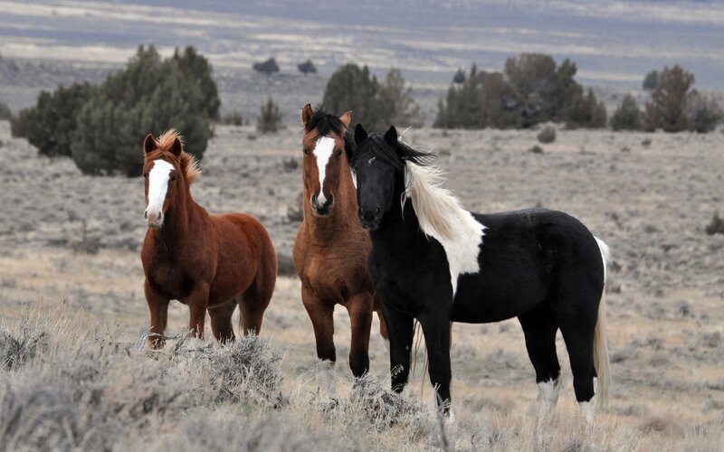 Three Wild Horses — Brown