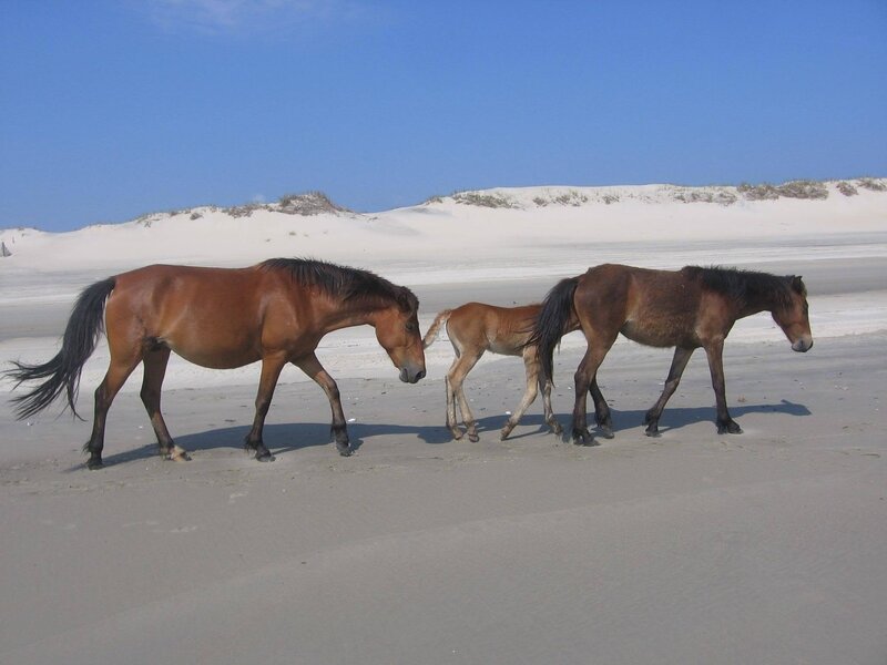 Three Wild Horses on Beach