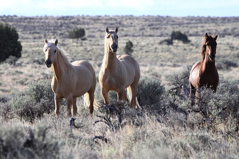 Three Wild Horses — Tan