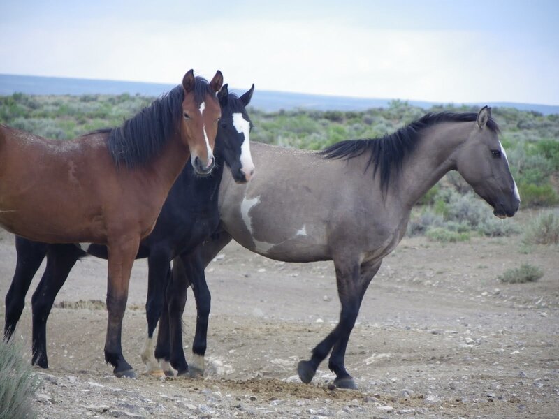 Three Wild Horses