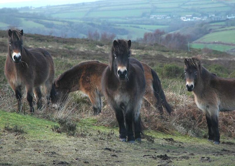 Three Wild Ponies