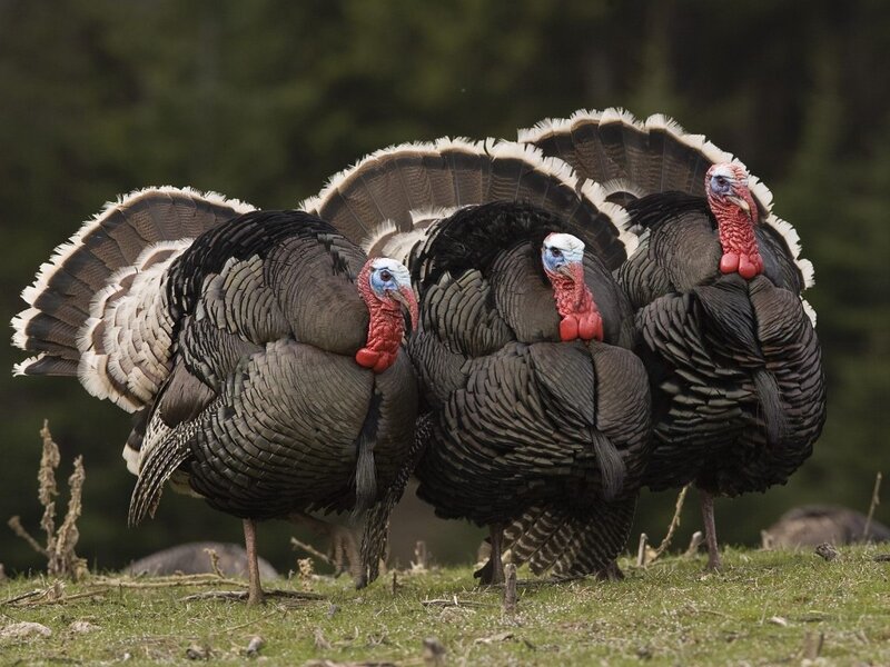 Three Wild Turkeys