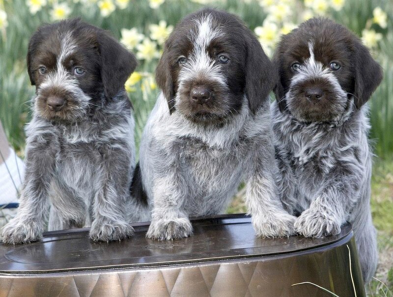 Three Wire-haired Puppies