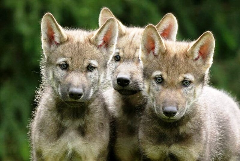 Three Wolf Pups — Brown, Calm
