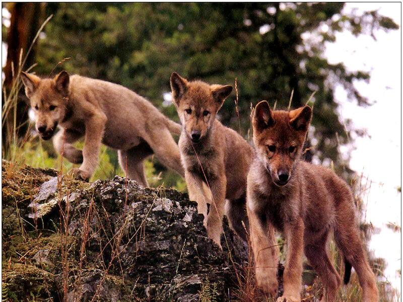 Three Wolf Pups — Brown, Natural, Afternoon
