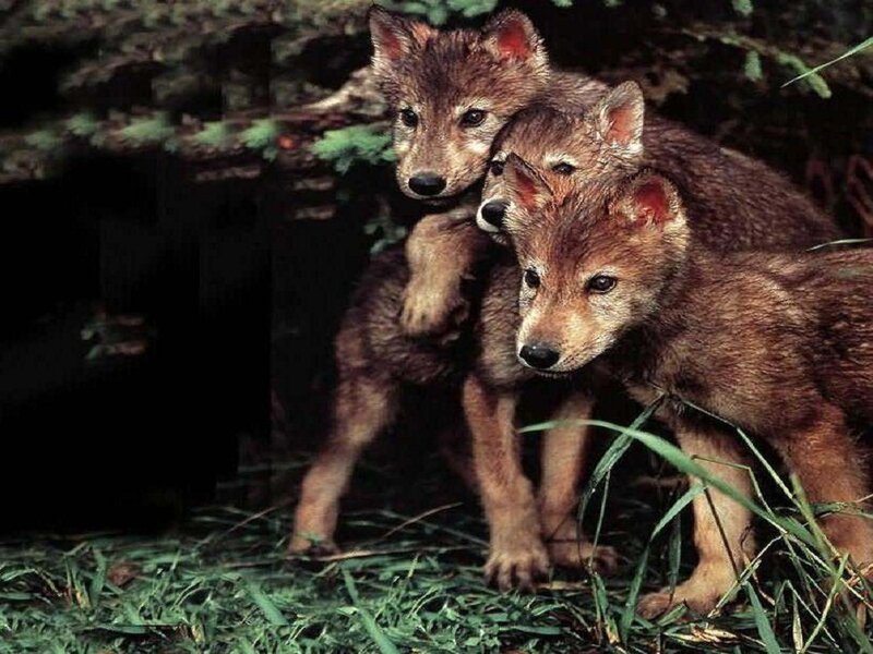 Three Wolf Pups — Brown, Natural
