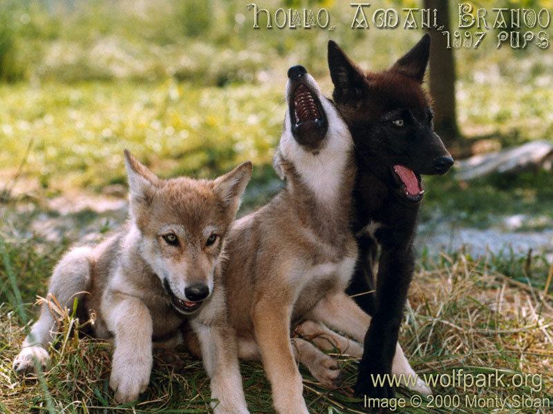 Three Wolf Pups — Brown, Playful