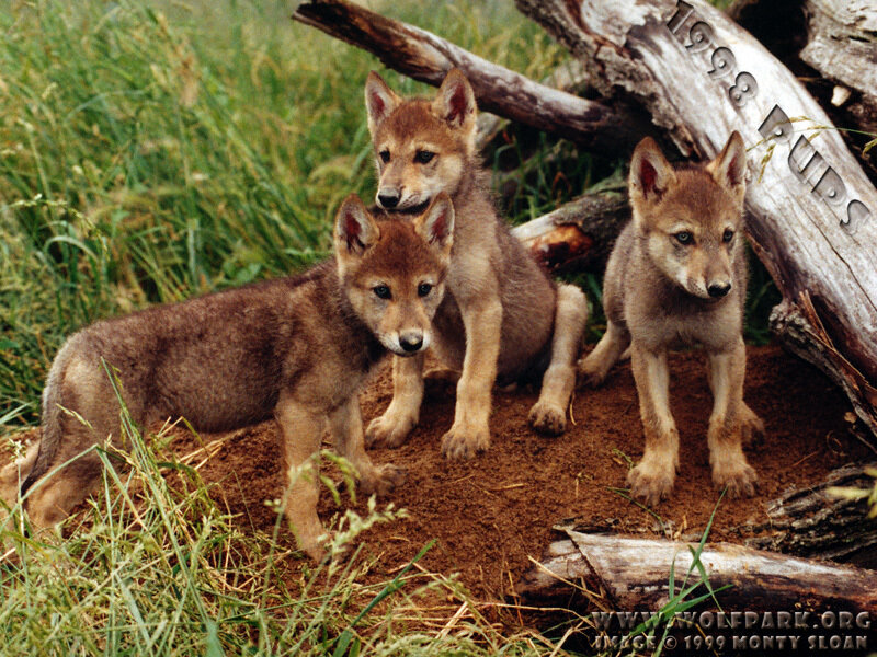 Three Wolf Pups — Brown