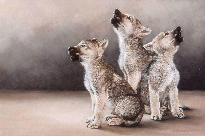Three Wolf Pups — Gray, Calm