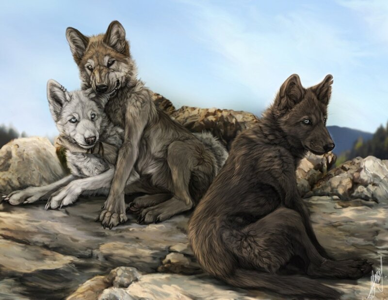 Three Wolf Pups — Gray