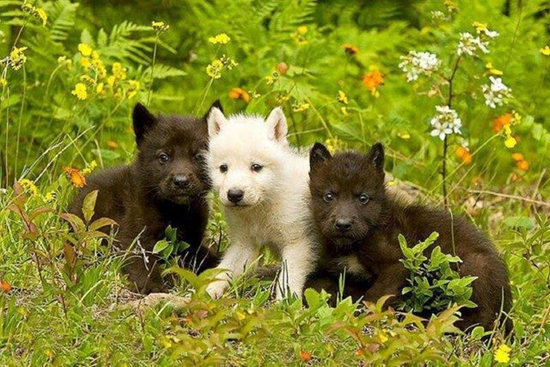 Three Wolf Pups — Green, Peaceful