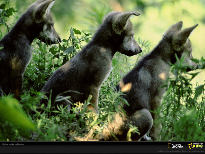 Three Wolf Pups — Green
