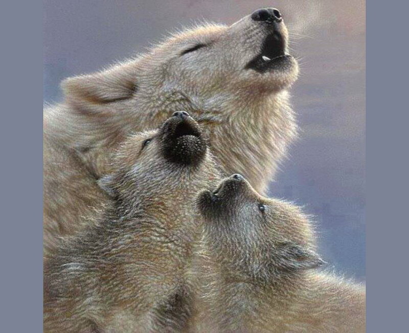 Three Wolf Pups Howling — Gray