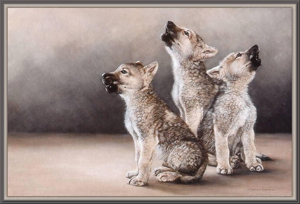 three wolf pups howling