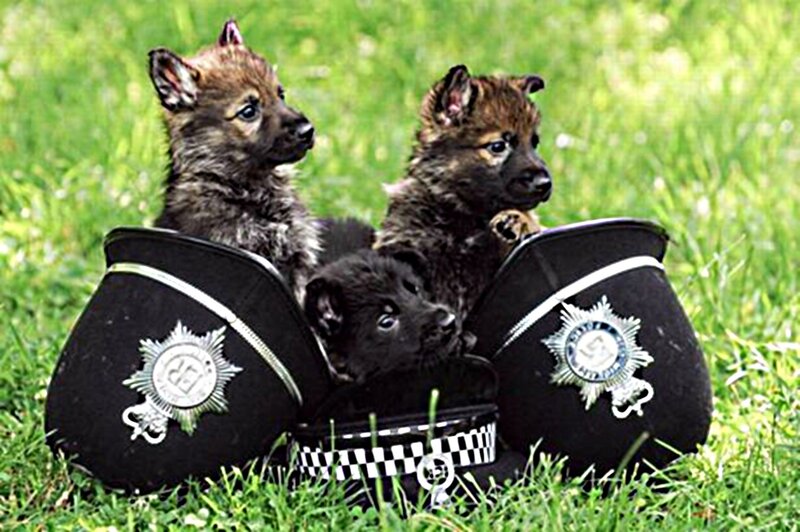 Three Wolf Pups in Hats