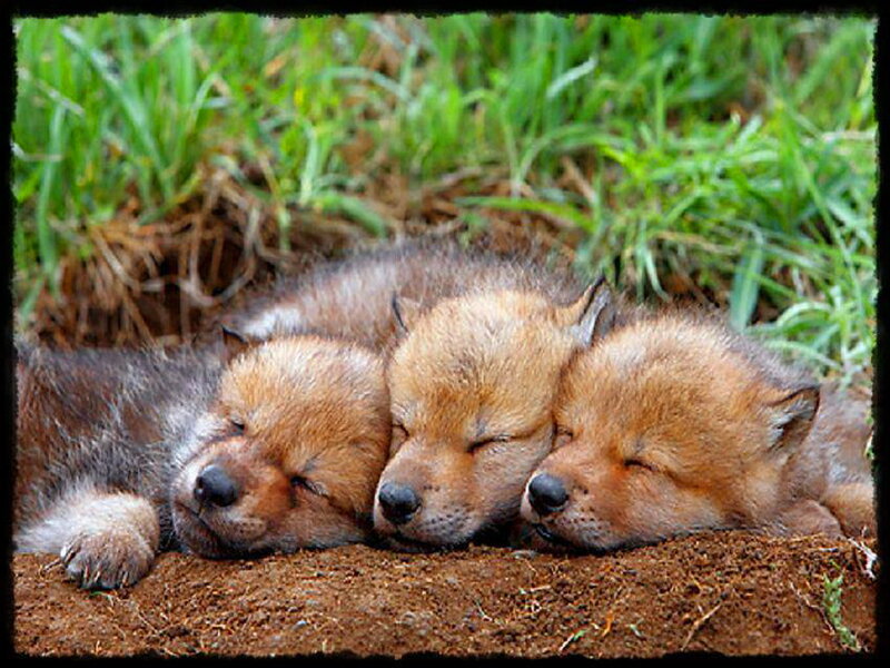 Three Wolf Pups Sleeping