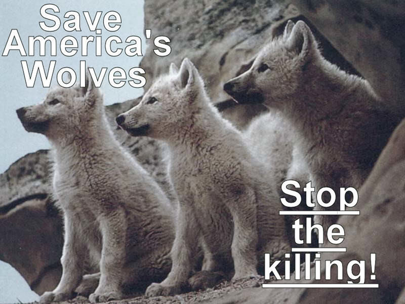 Three Wolf Pups — White