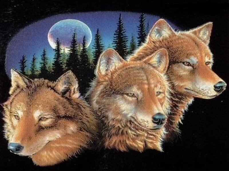 Three Wolves Heads