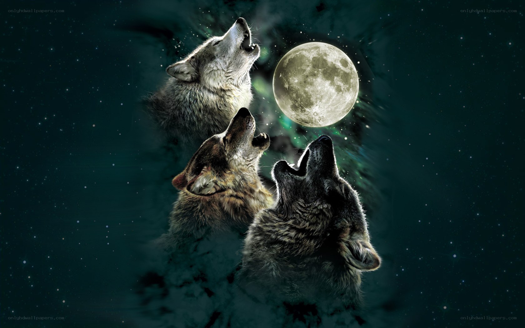 Three wolves howling at the moon