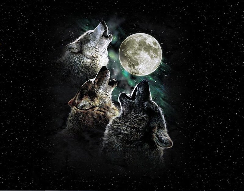 Three wolves howling at the moon