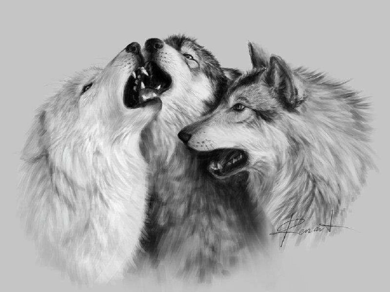 Three Wolves Howling — Black, Dramatic