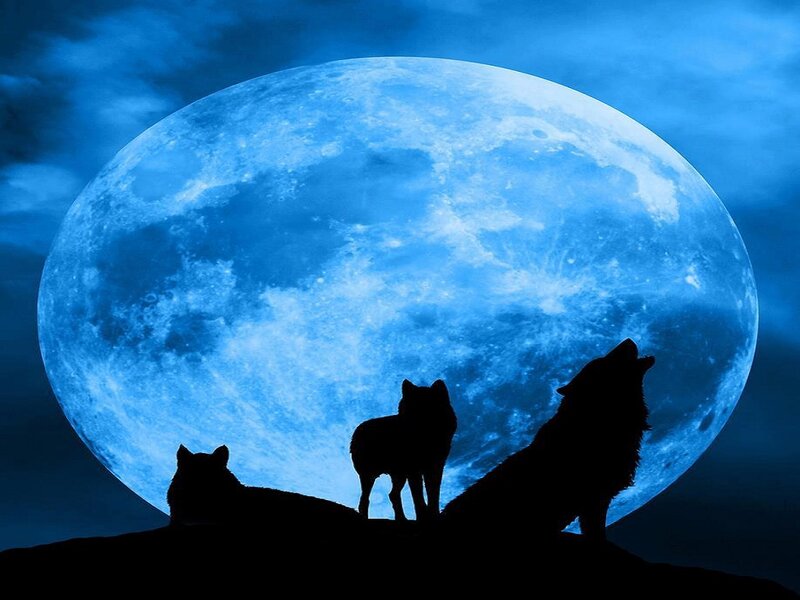 Three Wolves Howling — Blue, Dramatic, Night, Digital Art, Moon, Sky