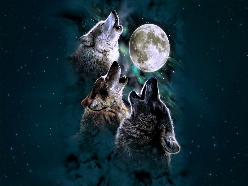 Three Wolves Howling — Dark Blue