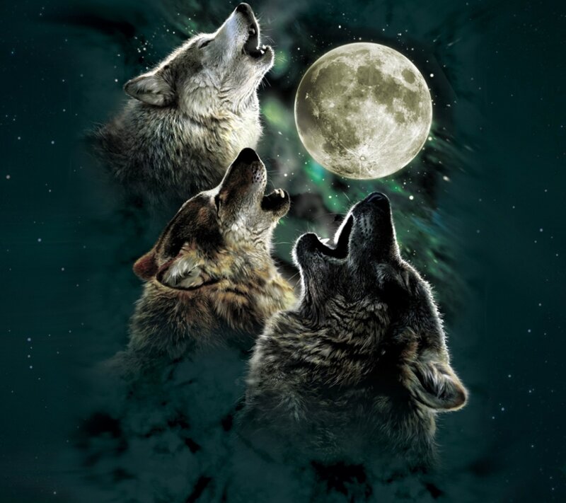 Three Wolves Howling — Dark Green, Dramatic, Night