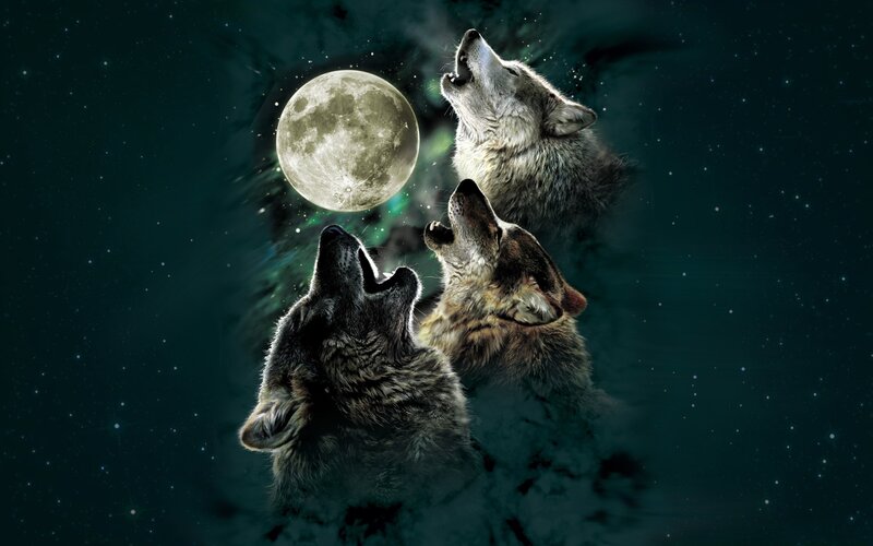 Three Wolves Howling — Dark Green, Dramatic