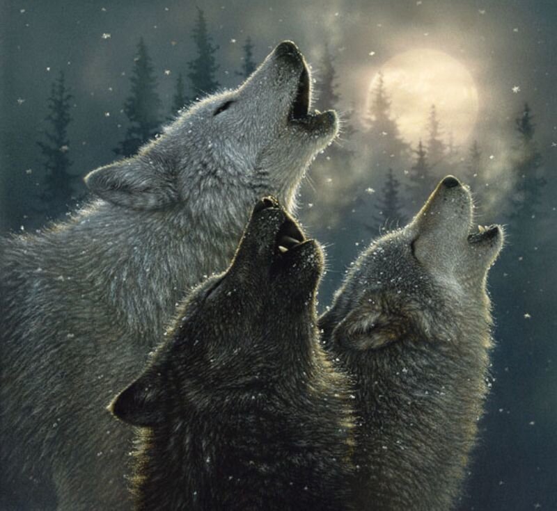 Three Wolves Howling — Gray, Dramatic, Night, Digital Art, Moon