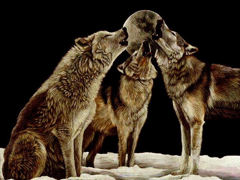 Three Wolves Howling — Gray, Dramatic, Night, Illustration