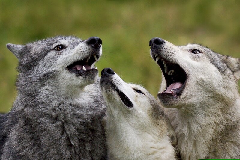 Three Wolves Howling — Gray, Dramatic