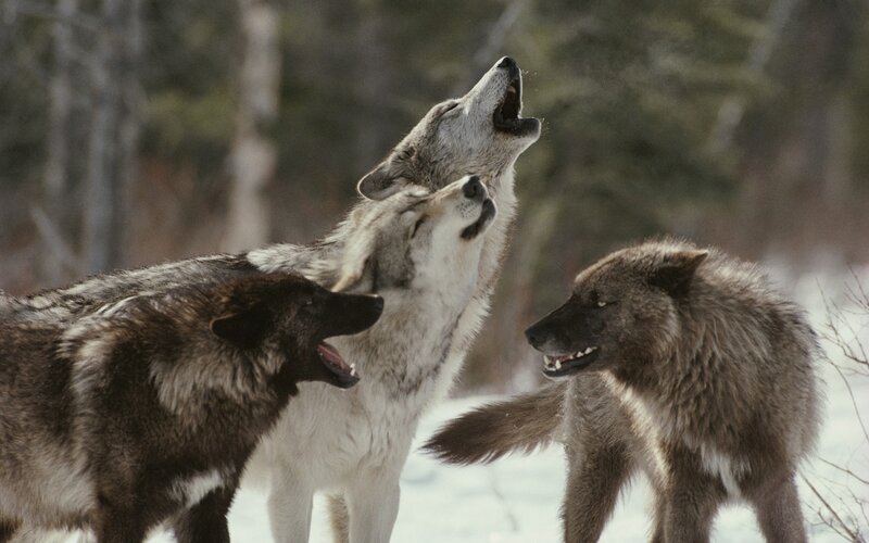 Three Wolves Howling — Gray, Dramatic, Winter, Photograph
