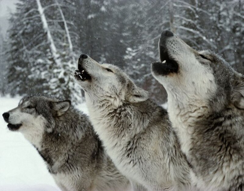 Three Wolves Howling — Gray, Dramatic, Winter