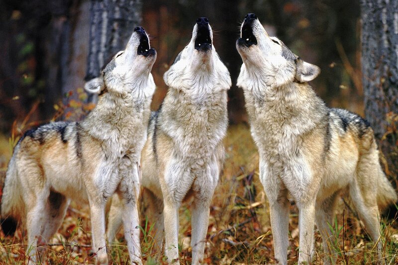 Three Wolves Howling — Gray, Natural, Autumn, Photograph, Forest